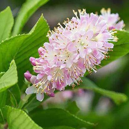 Clèthre rose ‘Pink Spire’ (Clethra alnifolia ‘Pink Spire’)