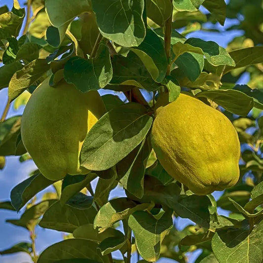 fruit du cognassier champion