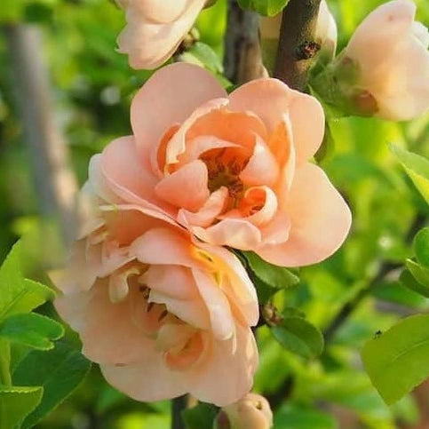 Cognassier du Japon ‘Cameo’ (Chaenomeles superba ‘Cameo’)