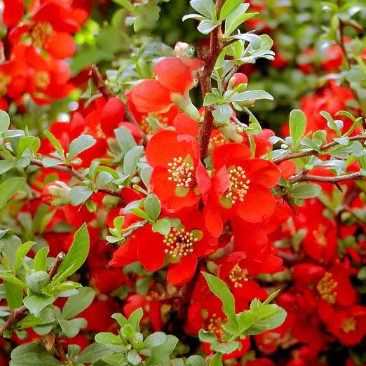 Cognassier du Japon ‘Crimson and Gold’ (Chaenomeles  superba ‘Crimson and Gold’)