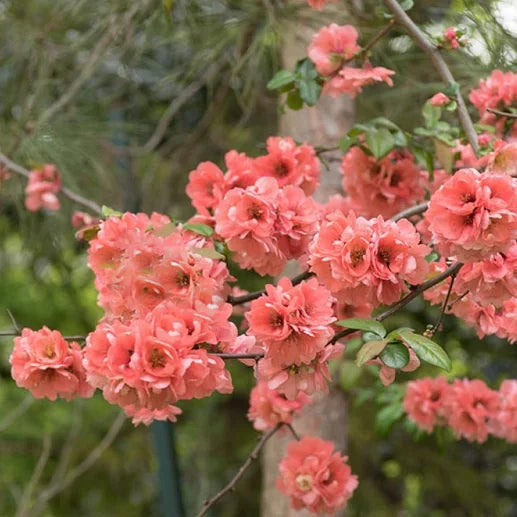 Cognassier du Japon ‘Falconet Charlet’ (Chaenomeles speciosa ‘Falconet Charlet’)