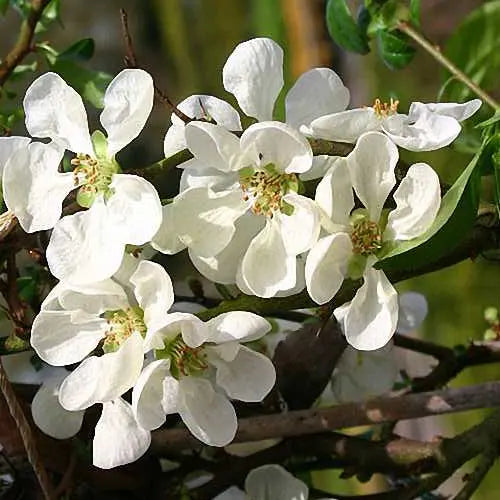 Cognassier du Japon ‘Nivalis’ (Chaenomeles speciosa ‘Nivalis’)