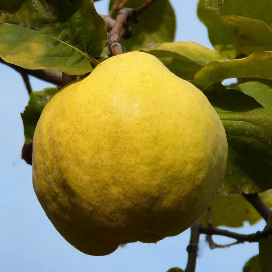 fruit du cognassier géant de Vranja