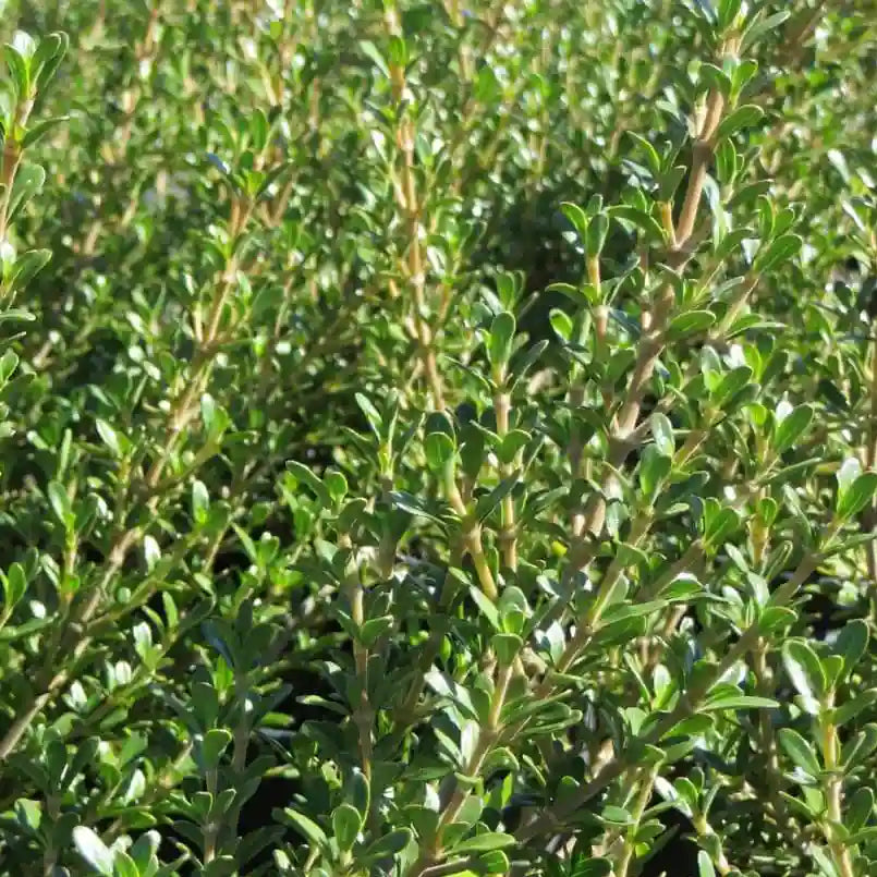Coprosma de Kirkii (Coprosma kirkii)