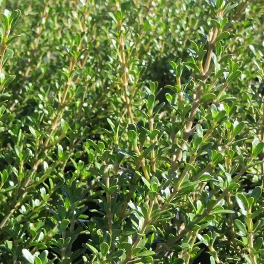 Coprosma de Kirkii (Coprosma kirkii)