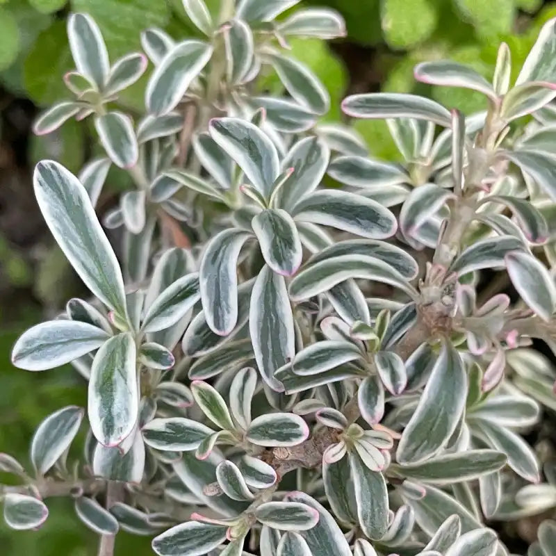 Coprosma de Kirkii panaché (Coprosma kirkii ‘Variegata’)