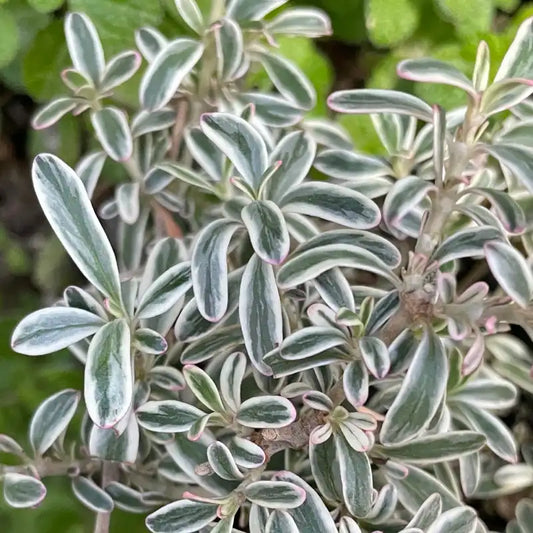 Coprosma de Kirkii panaché (Coprosma kirkii ‘Variegata’)