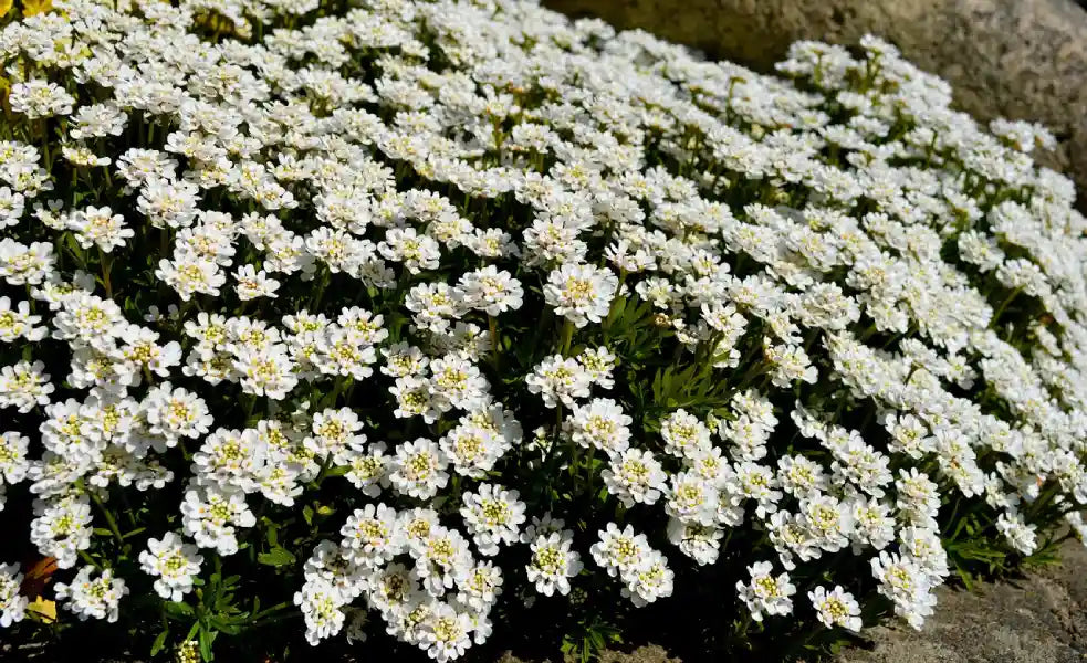 Fleurs blanches de l'iberis Schneeflocke