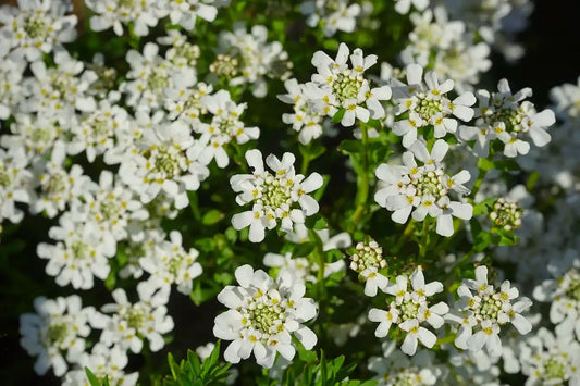 Iberis sempervirens Snowflake