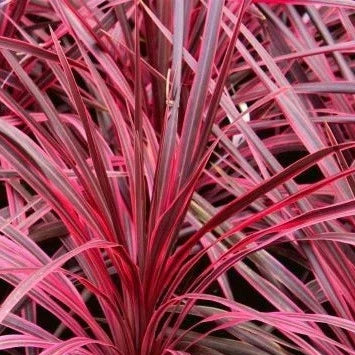 feuilles rouges de cordyline paso doble