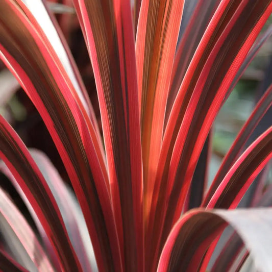 feuilles pourpres du cordyline australis red star