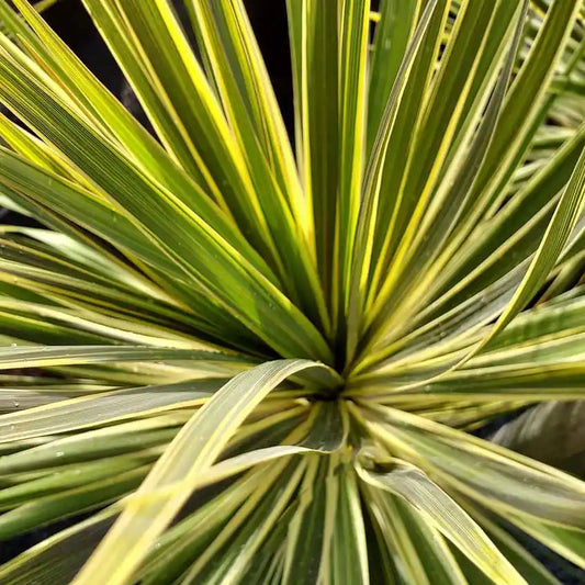 feuilles vertes et jaunes du cordyline australis torbay dazzler