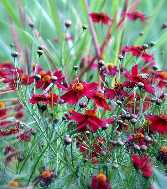 Coreopsis Red Satin