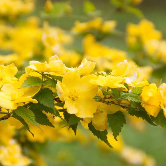 Corète du Japon Golden Guinea (Kerria japonica Golden Guinea)