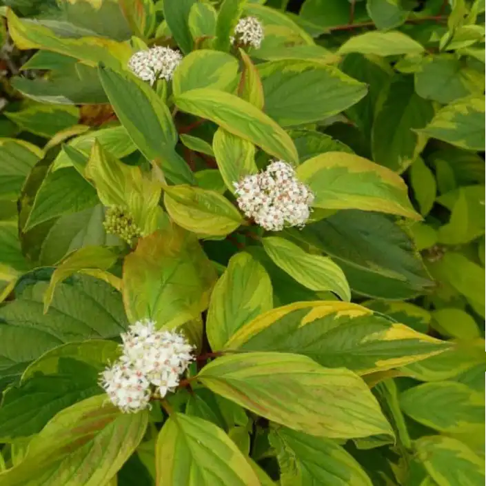 Cornouiller blanc à bois rouge ‘Gouchaultii’ (Cornus alba ‘Gouchaultii’)