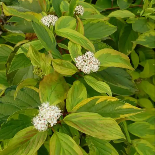 Cornouiller blanc à bois rouge ‘Gouchaultii’ (Cornus alba ‘Gouchaultii’)