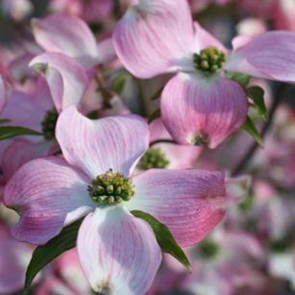 fleurs roses du cornouiller de Floride