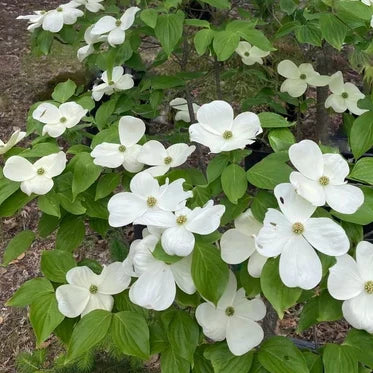 belles fleurs blanches du cornouiller de Hong Kong