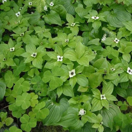 cornouiller du Canada (cornus canadensis)