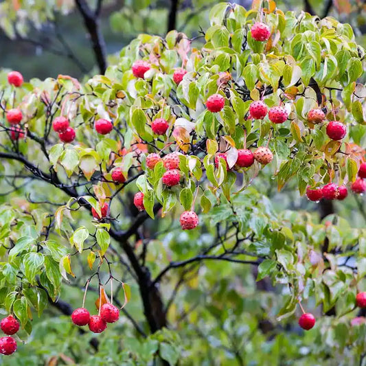 fruit du cornouiller du Japon "Big Apple"