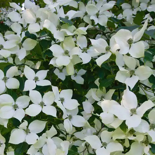 fleur blanche du cornouiller du Japon "National"