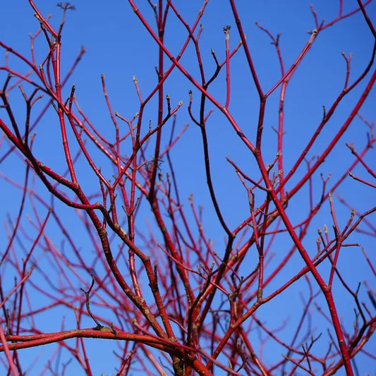 bois rouge du cornouiller Kelseyi