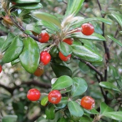 Corokia red wonder