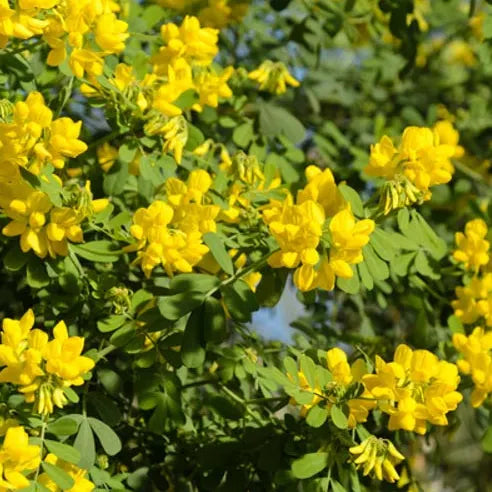 Coronille glauque (Coronilla glauca)