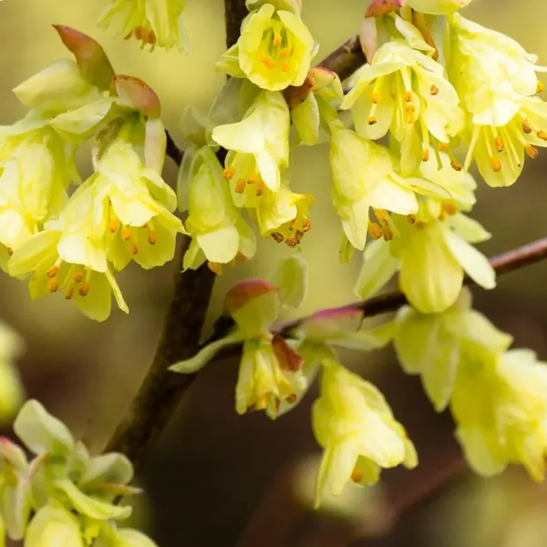 Corylopsis à fleurs clairsemées (Corylopsis pauciflora)