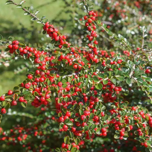 Cotonéaster d’Eicholz (Cotoneaster dammeri ‘Eicholz’)