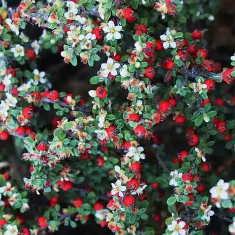 Cotonéaster ‘Green Carpet’ (Cotoneaster dammeri ‘Green Carpet’)