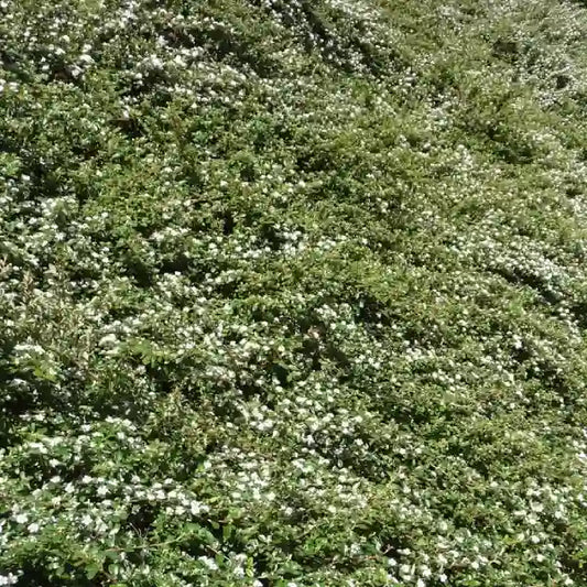 Cotonéaster horizontal (Cotoneaster horizontalis)