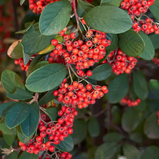 Cotoneaster laiteux