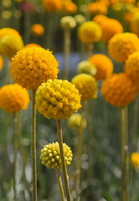 fleurs jaunes du craspédia Golf Beauty