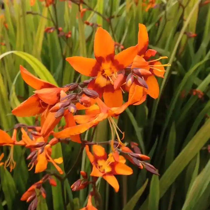 Fleur bicolore rouge et jaunbe du crocosmia 'Emily Mac Kenzie'