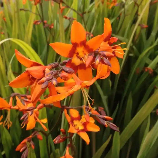 Fleur bicolore rouge et jaunbe du crocosmia 'Emily Mac Kenzie'