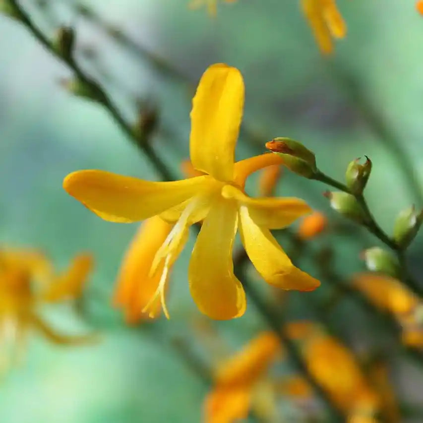 Fleur jaune orangée du crocosmia 'Georges Davidson'