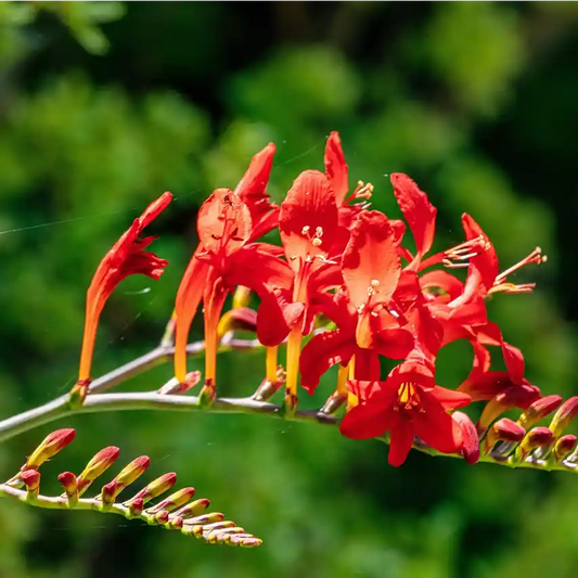 Fleur rouge vif du crocosmia 'Lucifer'