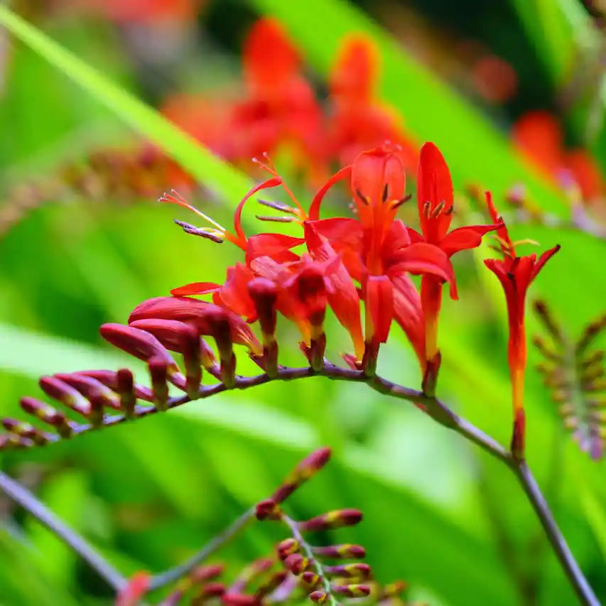 Fleur rouge du crocosmia masoniorum