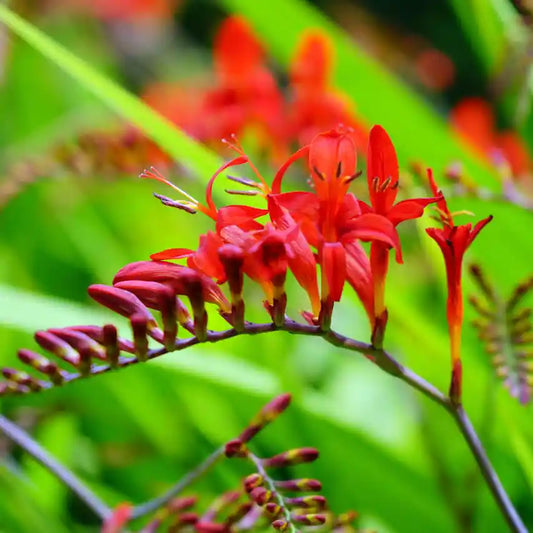 Fleur rouge du crocosmia masoniorum