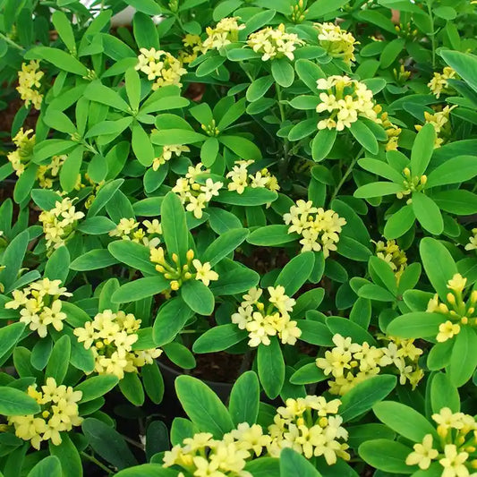Daphné ‘Royal Crown’ (Daphne gemmata ‘Royal Crown’)