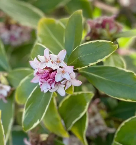 Daphné ‘Mariani®’ (Daphne odora ‘Mariani®’)
