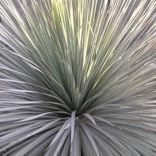 Dasylirion glaucophyllum