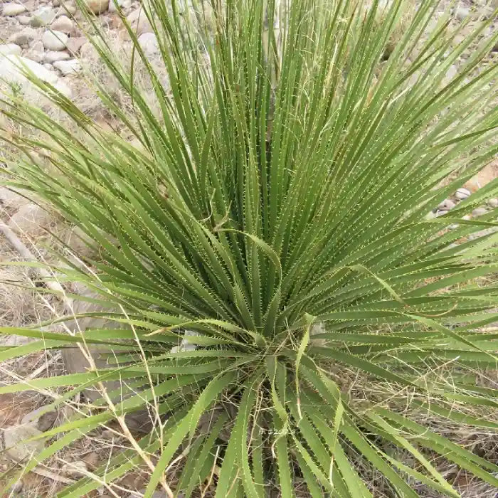 Dasylirion leiophyllum