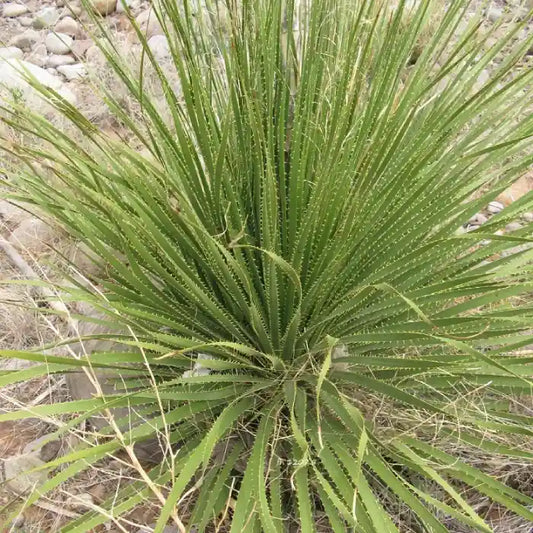 Dasylirion leiophyllum