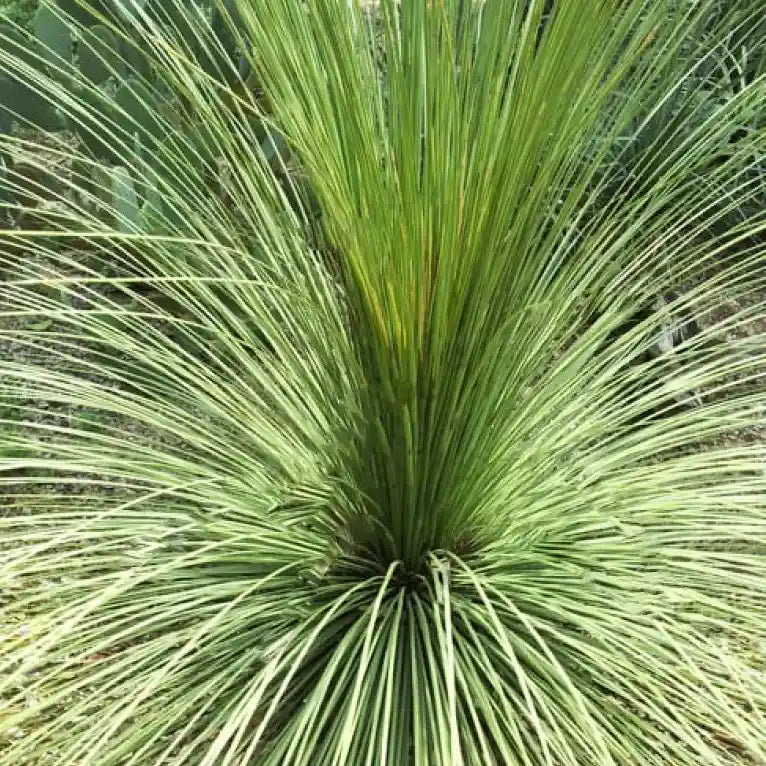 Dasylirion quadrangulatum
