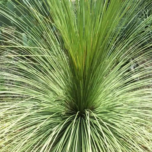 Dasylirion quadrangulatum