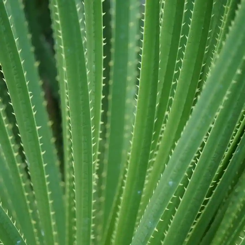Dasylirion serratifolium