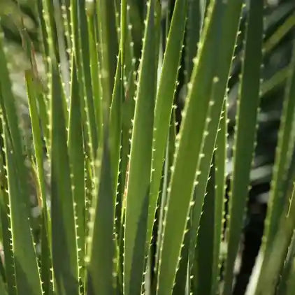 Dasylirion texanum