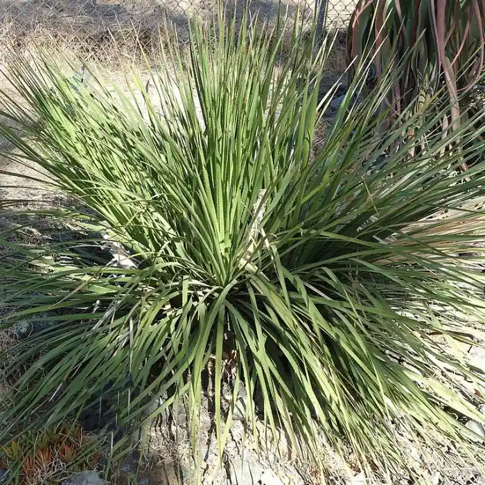 Dasylirion wheeleri